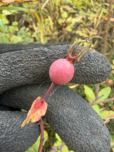 Prickly Wild Rose