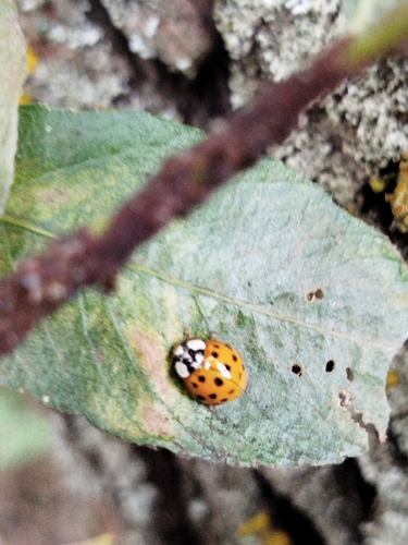 Asian Lady Beetle