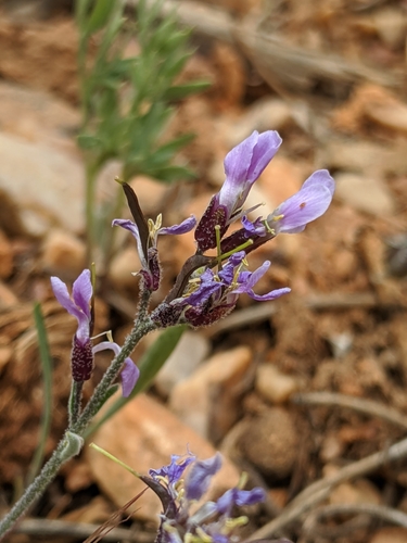 Image of Boechera parishii by no rights reserved