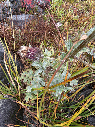 Cirsium edule, photograph 2