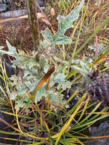 Cirsium edule, photograph 3