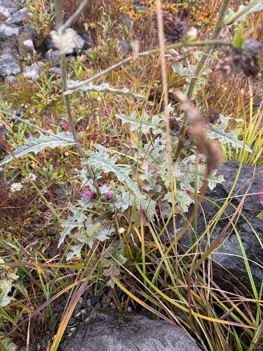 Cirsium edule