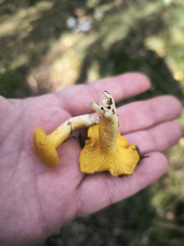 Golden Chanterelle