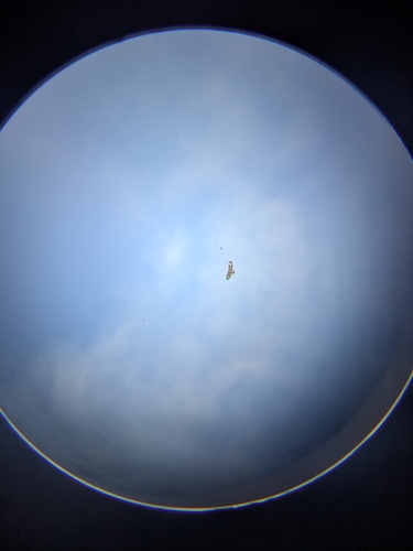 Common Buzzard