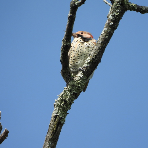 Northern Flicker