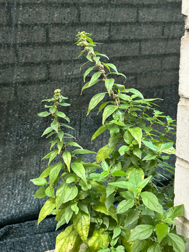 Erect Pellitory-of-the-wall