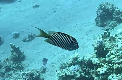 Zebra Angelfish