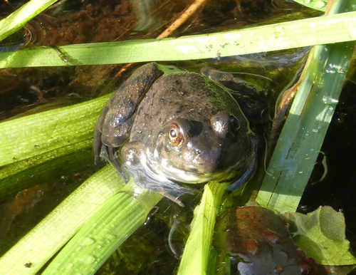 American Bullfrog