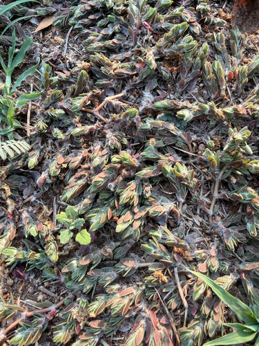 Portulaca quadrifida, photograph 2