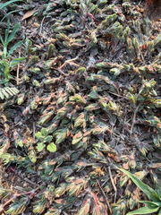 (c) Rebecca Ryen-Stols, some rights reserved (CC BY-SA) Portulaca quadrifida, photograph (c) Rebecca Ryen-Stols, some rights reserved (CC BY-SA)