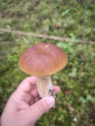 King Bolete