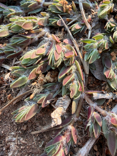 Portulaca quadrifida, photograph 1