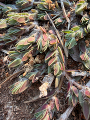 Portulaca quadrifida