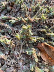 (c) Rebecca Ryen-Stols, some rights reserved (CC BY-SA) Portulaca quadrifida, photograph (c) Rebecca Ryen-Stols, some rights reserved (CC BY-SA)