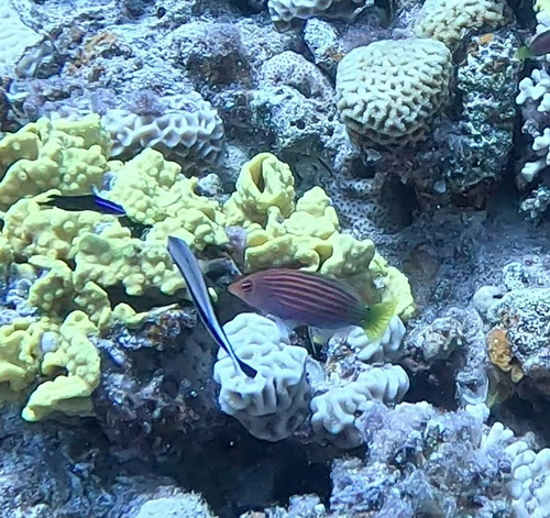 Sixline Wrasse