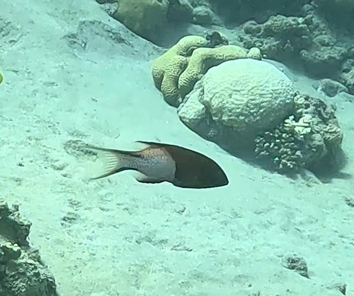 Lyretail Hogfish