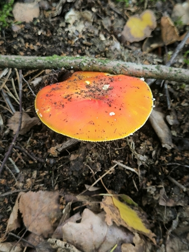 Fly Agaric