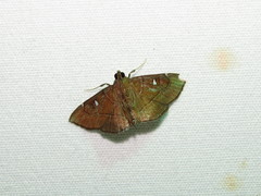 Lamprosema