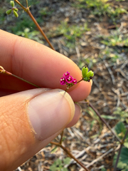 Boerhavia diffusa