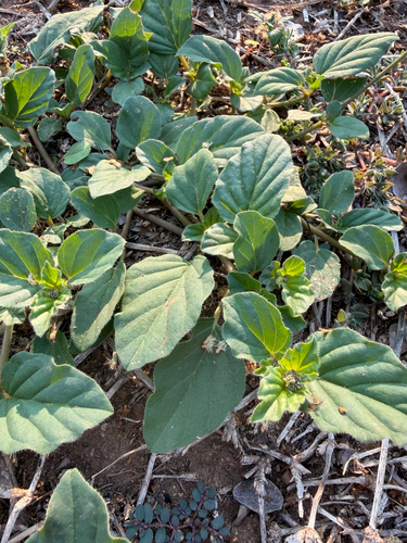 Boerhavia diffusa, photograph 3