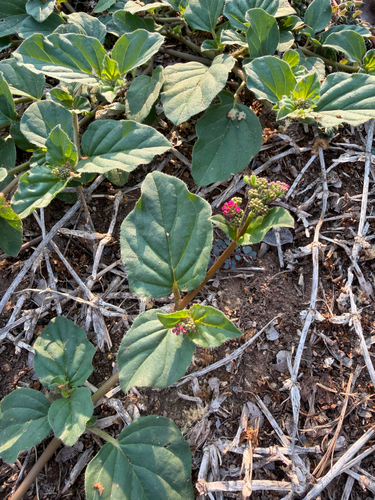 Boerhavia diffusa, photograph 2