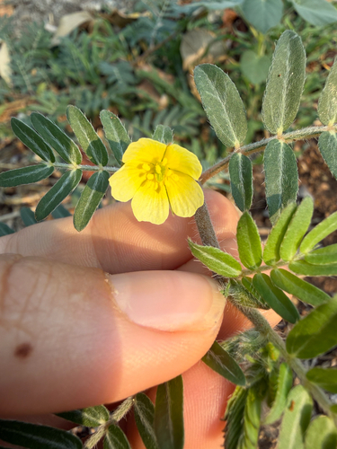 Tribulus terrestris, photograph 6