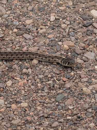 Checkered Garter Snake