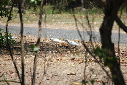 Little Corella