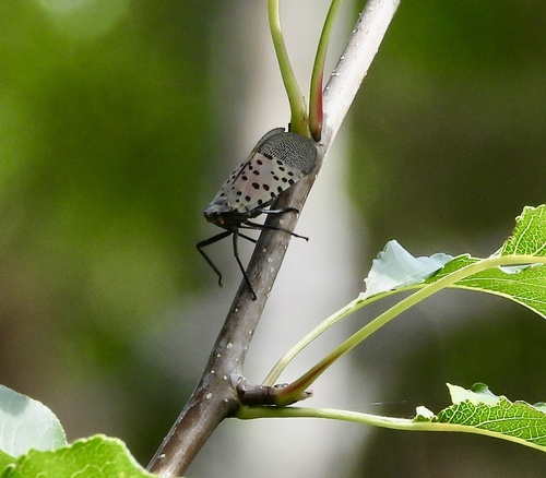 Spotted Lanternfly