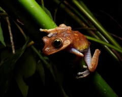 Bokermannohyla hylax