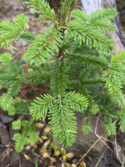 Abies amabilis, photograph author not stated, no rights reserved