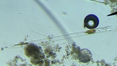 Coscinodiscophycidae