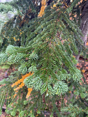 Abies amabilis, photograph author not stated, no rights reserved