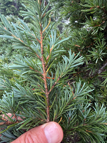 Tsuga mertensiana, photograph 2