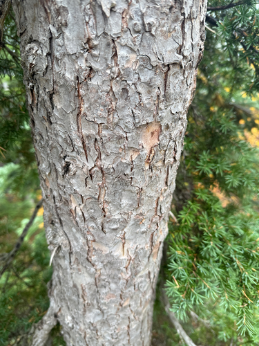 Tsuga mertensiana, photograph 3