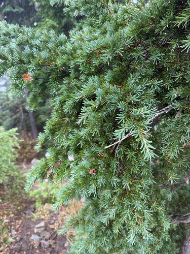 Tsuga mertensiana