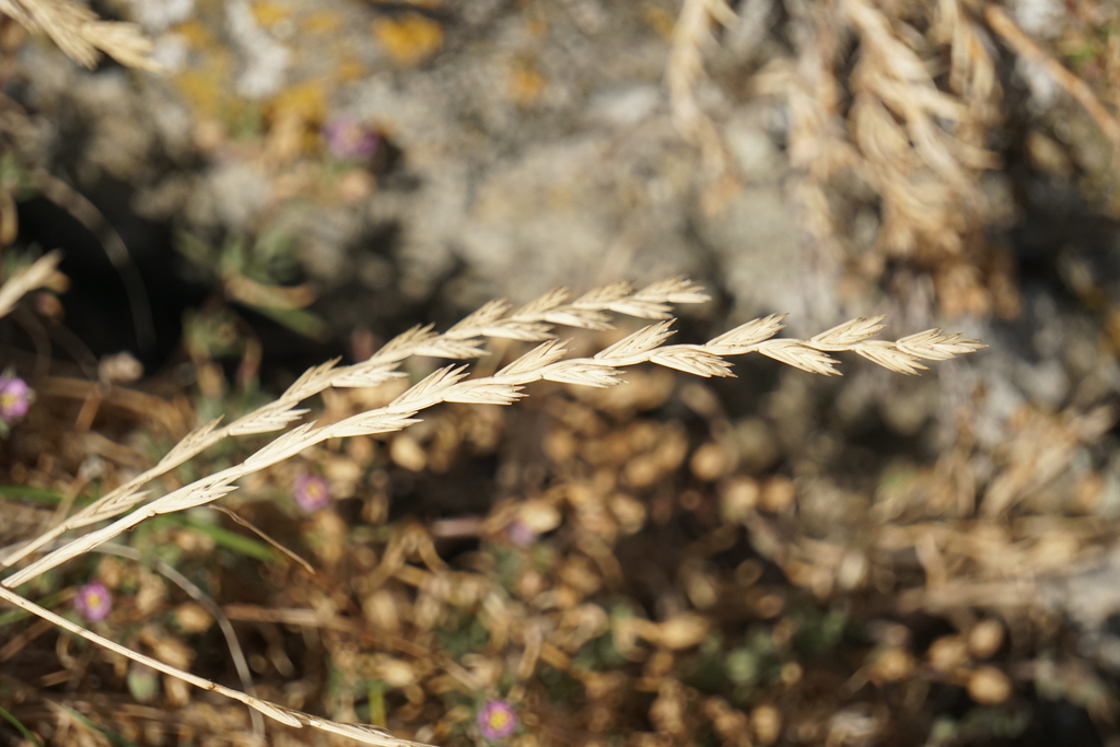 Lolium perenne; photograph (c) Murray McGoogan, some rights reserved (CC BY)