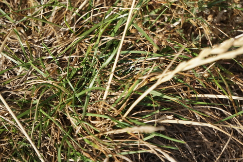 Lolium perenne, photograph 2