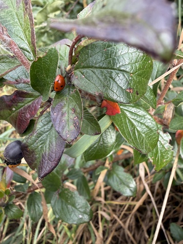 Seven-spotted Lady Beetle