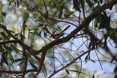 Northern Fantail