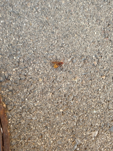 European Hornet
