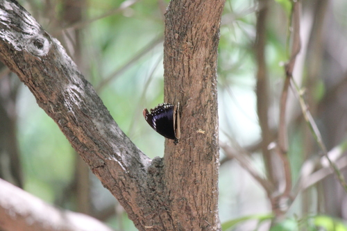 Blue-banded Eggfly