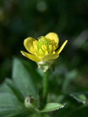 Ranunculus cantoniensis
