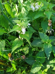 Lamium album