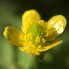 Ranunculus cantoniensis