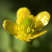 Ranunculus cantoniensis - Photo (c) Norio Nomura, algunos derechos reservados (CC BY-SA), uploaded by Norio Nomura