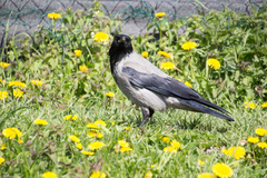 Corvus cornix