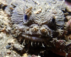 Batrachomoeus dubius