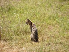 Leptailurus serval lipostictus