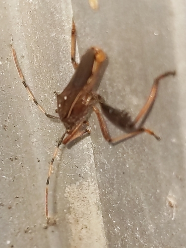 Camptopus lateralis